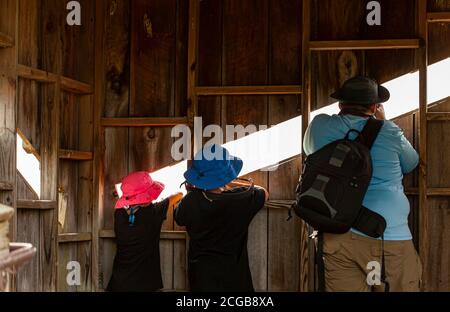 Un homme, ses deux enfants sont dans une cachette en bois à un refuge de la faune et de la flore essayant de prendre des images de la faune par l'ouverture sur le mur. Ils portent tous des chapeaux solaires Banque D'Images