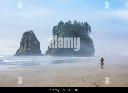 Un homme randonnée le long de 2nd Beach, Parc National Olympique Coastal Preserve, État de Washington, Etats-Unis. Banque D'Images