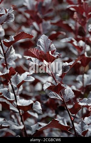 Feuillage violet foncé de Physocarpus opulifolius 'idnight'. Physocarpus opulifolius 'Jonight'. Ninebark 'idnight'. Physocarpus opulifolius 'Jonight'. Banque D'Images