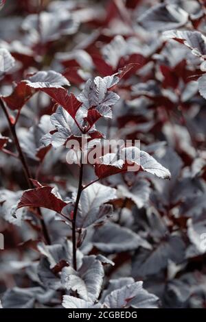 Feuillage violet foncé de Physocarpus opulifolius 'idnight'. Physocarpus opulifolius 'Jonight'. Ninebark 'idnight'. Physocarpus opulifolius 'Jonight'. Banque D'Images