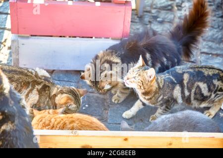 Chats sauvages à l'extérieur en attente de nourriture Banque D'Images