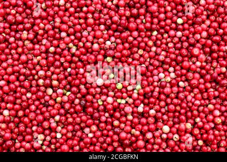 Canneberges - les baies saines contiennent des acides organiques abondants, de la vitamine C, de la vitamine A, des vitamines B et des éléments potassium, calcium, magnésium et ph Banque D'Images