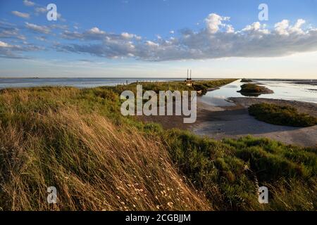 Côte nocturne ou crépuscule, au bord du lac ou au bord de l'eau à Etang de la Dame Lac Camargue terres humides, Parc régional ou Réserve naturelle Provence France Banque D'Images