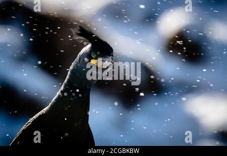 Scories européennes, scories communes (Phalacrocorax aristotelis) dans la neige à Hornøya, Norvège Banque D'Images