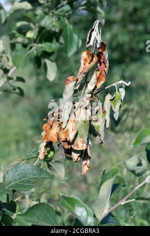L'arbre fruitier a une maladie fongique. Taches brunes sur les feuilles. Banque D'Images