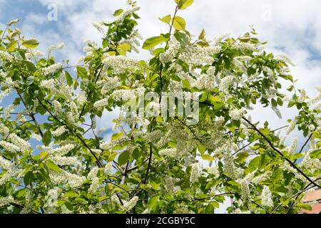 La cerise commune (Prunus pagus) fleurit avec de grandes inflorescences blanches contre le ciel bleu. Banque D'Images