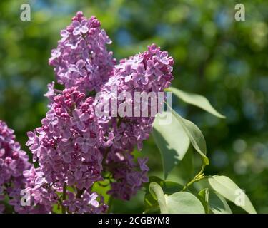 Violet fleur les fleurs de lilas ordinaire (lat. Syrínga vulgáris) sur un fond de feuillage vert au printemps. Banque D'Images