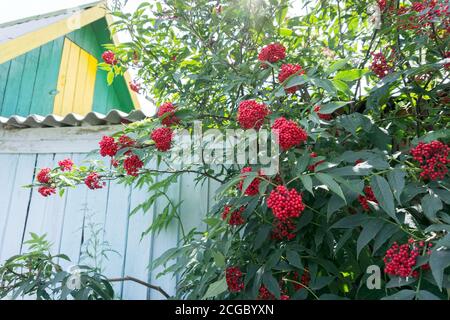 Le Bush de la baie d'Elderberry (Sambucus racemosa) pousse près d'une clôture en bois à l'arrière-plan d'une maison de village. Banque D'Images