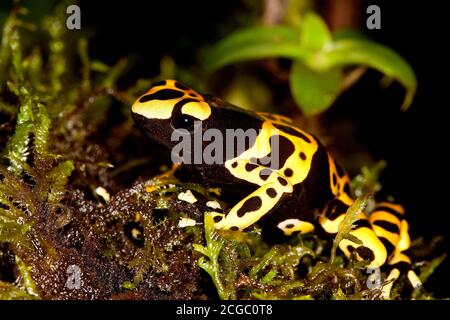 À BANDES JAUNE GRENOUILLE dendrobates leucomelas POISSON, DES PROFILS Banque D'Images