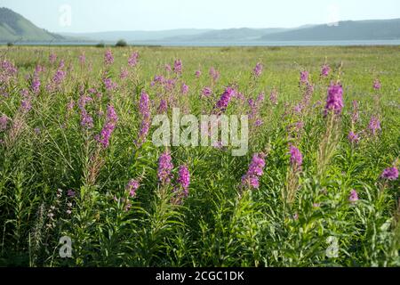 Fleurs de thé Ivan ou de thé Cyprus à feuilles étroites ou Koporsky (Latino ChamaENERGY angustifolium ou Epilobium angustifolium) se gonfle sur le fond Banque D'Images