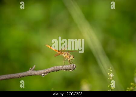 Brachythemis contaminata ou bijou de fossé une espèce de libellule perchée fond vert naturel au parc national de keoladeo ou oiseau de bharatpur sanctuaire Banque D'Images