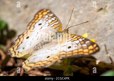 Gros plan macro extrême d'Anartia jatrophe aka papillon paon blanc Banque D'Images