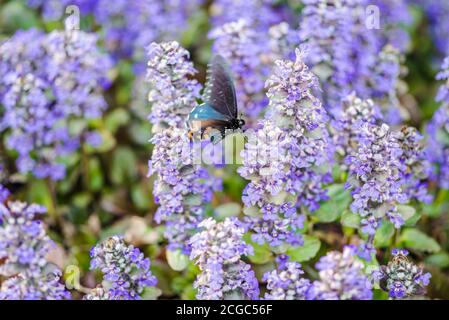 Le papillon à queue d'allowtail coloré de pipevine s'altère sur des fleurs de bugle Banque D'Images