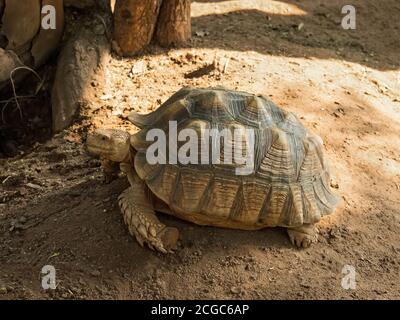 Libre sulcata ou tortue Tortue sillonnée sur le terrain Banque D'Images