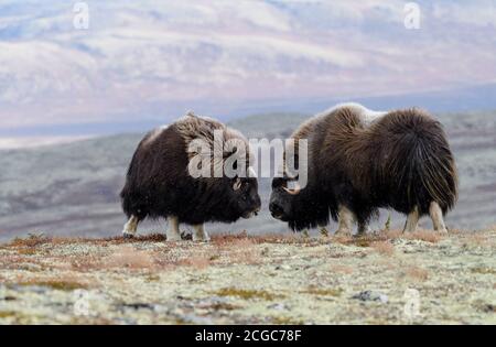 geai eurasien (Garrulus glandarius) aux couleurs de l'automne Banque D'Images