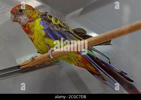 perroquet jaune bleu ondulé. Vue avant Banque D'Images