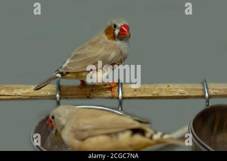 Canari avec un bec rouge. Vue avant. Banque D'Images