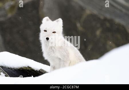 renard arctique cub (Vulpes lagopus) à fourrure blanche jouant à la tanière d'otside dans la neige d'automne dans les montagnes gelées de Dovre, en Norvège Banque D'Images