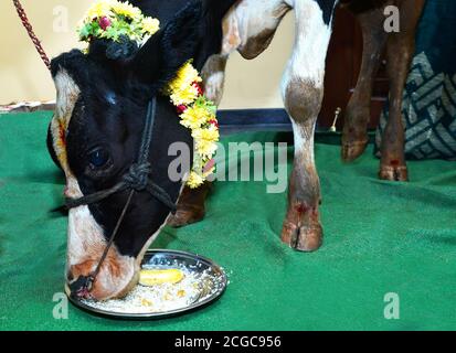 Belle vache indienne avec Variamala Eating Raw Rice, Banana et Jagger À pooja de la cérémonie de logement Banque D'Images