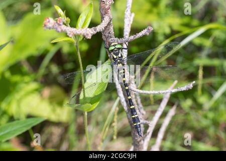 Gestreifte Quelljungfer, Quelljungfer, Cordulegaster bidentata, Cordulegaster bidentatus, somber Goldenring, deux dents Goldenring, le cordulégastre Banque D'Images