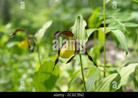 Fleur d'espèces rares orchidée sauvage Lady's Slipper Real (Cypripedium calceolus) sur un pré de forêt ensoleillé. Banque D'Images