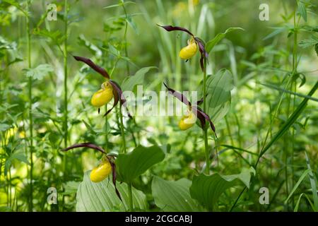 Quatre orchidées jaunes sauvages rares grandiflora Lady's Slipper (Cypripedium calceolus) dans une herbe verte de forêt par jour d'été. Banque D'Images