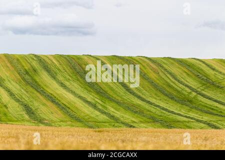 Le champ d'arrière-plan Panorama et le seigle et la colline. Banque D'Images