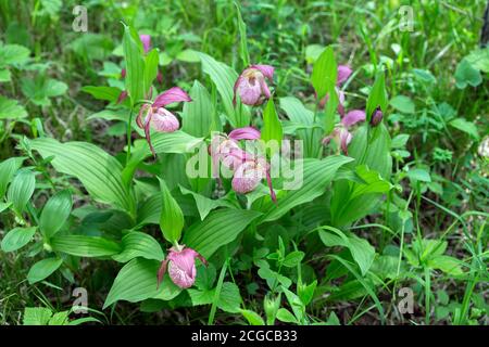 Bush d'orchidées sauvages rares grandiflora Lady's Slipper (Cypripedium ventricosum) dans une herbe verte de forêt. Banque D'Images