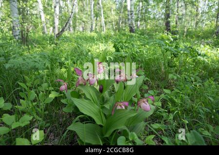 Bush d'orchidées rares et sauvages en fleurs grandiflora Lady's Slipper (Cypripedium ventricosum) dans le bosquet de Bircht. Banque D'Images