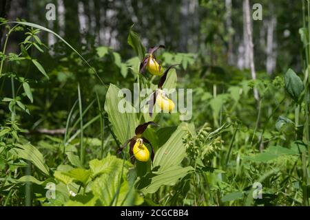 Le genre de disparition d'orchidées jaunes grandiflora Lady's Slipper (Cypripedium calceolus) dans un bosquet de bouleau. Banque D'Images