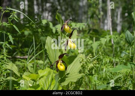 Le genre de disparition d'orchidées jaunes grandiflora Lady's Slipper (Cypripedium calceolus) dans un bosquet de bouleau. Banque D'Images