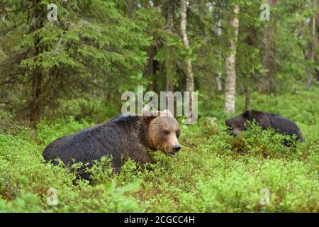 Ours brun sauvage d'Europe (Ursus arctos) Dans la forêt i du nord de la Finlande Banque D'Images