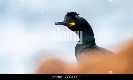 Le cerf européen, le cerf commun (Phalacrocorax aristotelis) dans la neige en hiver à Hornøya, en Norvège Banque D'Images