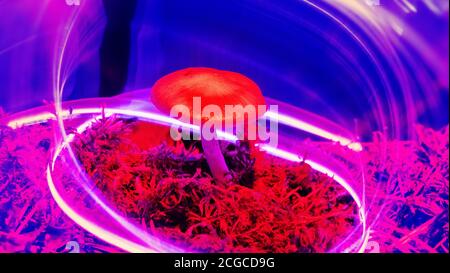 Nature néon. Les champignons et les plantes illuminée par un gaz inerte. Les choses paradoxales et de couleurs que les couleurs des jeunes Banque D'Images