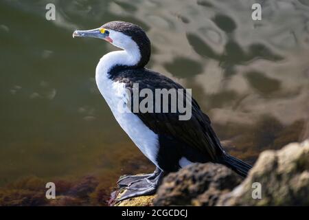 Petit cormoran pied debout en paix sur un rocher près eau de mer verte Banque D'Images