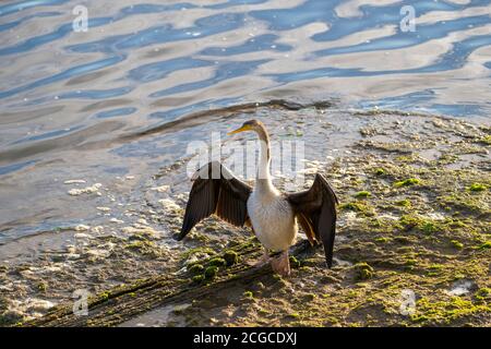 Le dard australien (oiseau serpent) desséchant des ailes sur une rive boueuse près de l'eau. Habitat des terres humides. Banque D'Images