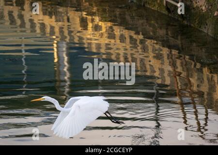 Grand aigrette de l'est (héron blanc) vol au-dessus de l'eau dans des lumières de coucher de soleil sur un vert de mer arrière-plan avec réflexion de roches calcaires Banque D'Images