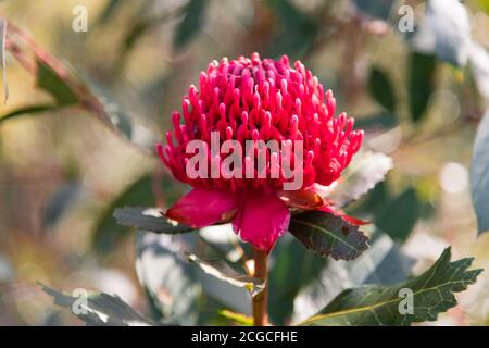 Belle fleur de waratah rouge indigène prête pour le printemps. Brisbane Water National Park, Patonga sur la côte centrale de Nouvelle-Galles du Sud, Australie. Banque D'Images