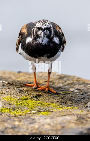 Un turnstone à la dérive debout sur un rocher à la rive. Banque D'Images