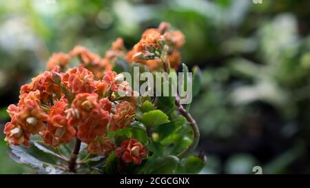 Kalanchoe (Kalanchoe blossfeldiana) est une plante de maison populaire Banque D'Images