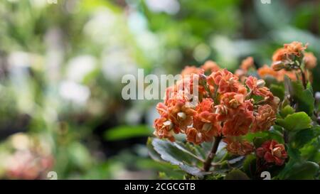 Kalanchoe (Kalanchoe blossfeldiana) est une plante de maison populaire Banque D'Images