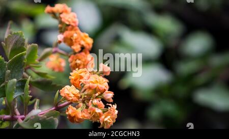 Kalanchoe (Kalanchoe blossfeldiana) est une plante de maison populaire Banque D'Images