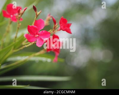 Oleander doux, Rose Bay, nérium nom fleur rose foncé dans le jardin sur fond flou de la nature, les feuilles sont de forme ovale simple, la pointe Banque D'Images