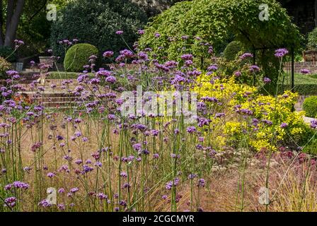 Verbena bonariensis fleurs violettes fleuries dans une bordure herbacée dans un jardin cottage été Angleterre Royaume-Uni Grande-Bretagne Banque D'Images