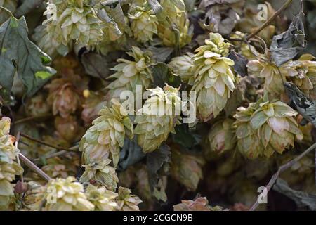 Gros plan plein cadre motif de houblon séché, ingrédient pour la bière ou la médecine de fines herbes, vue en grand angle Banque D'Images