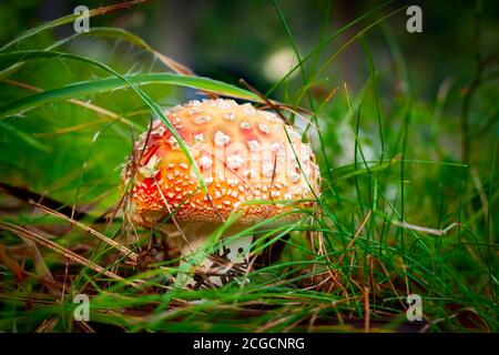 Amanita mouche champignon agarique avec bouchon rouge gros plan dans l'herbe de forêt, Banque D'Images