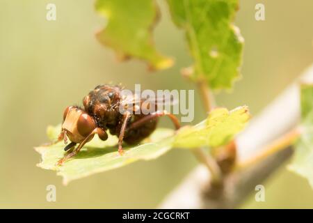 Mouche à tête épaisse (Sicus ferrugineus). Sussex, Royaume-Uni. Banque D'Images