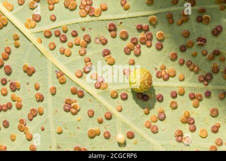 Galettes formées par la moraillon en soie (Neuroterus numismalus) et la moraillon en cerisier (Cynips quercusfolii) sur le chêne. Sussex, Royaume-Uni. Banque D'Images