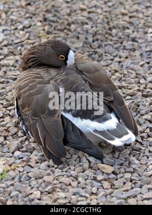 Lesser White Oie naine (Anser erythopus) Banque D'Images