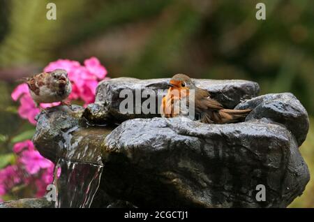 Maison Sparrow (passant domesticus) et Robin européen (erithacus rubecula) baignant dans une fontaine de jardin, Royaume-Uni Banque D'Images